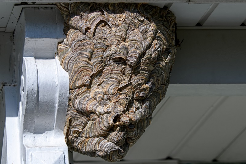 What does a hornets deals nest look like